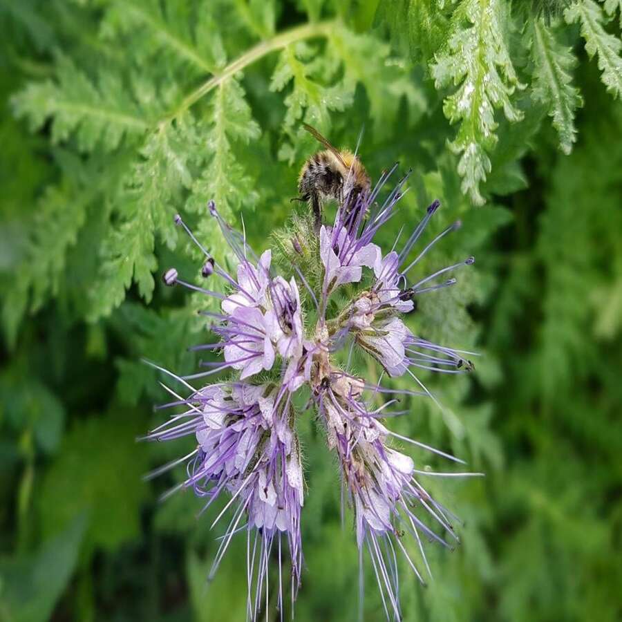 Phacelia Herb Organic Seeds, 250+ Count Phacelia Phacelia Seeds, Home Gardening, High Germination, For Garden And Pot, Phacelia Tanacetifolia