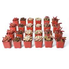 24-pACK (6 Assorted Varieties)