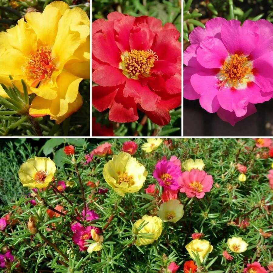 200 Large-Flower Tribulus Seeds Mixed With Peony Seeds For Pl Plants Live Vegetable Seeds Seeds Hosta Plants Live Plants Plants Gardening Flower Seeds Plant Flowers For Outside Semillas De Flores Para Sembrar Gardening All Live Plants Not Seeds Live Plants Plants For Outside Mosquito Repellent Outdoor Garden Perennial Plants Seeds For Planting Live Plants Not Seeds Perennial Flower Seeds Plant Seeds
