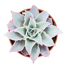 Echeveria Madiba