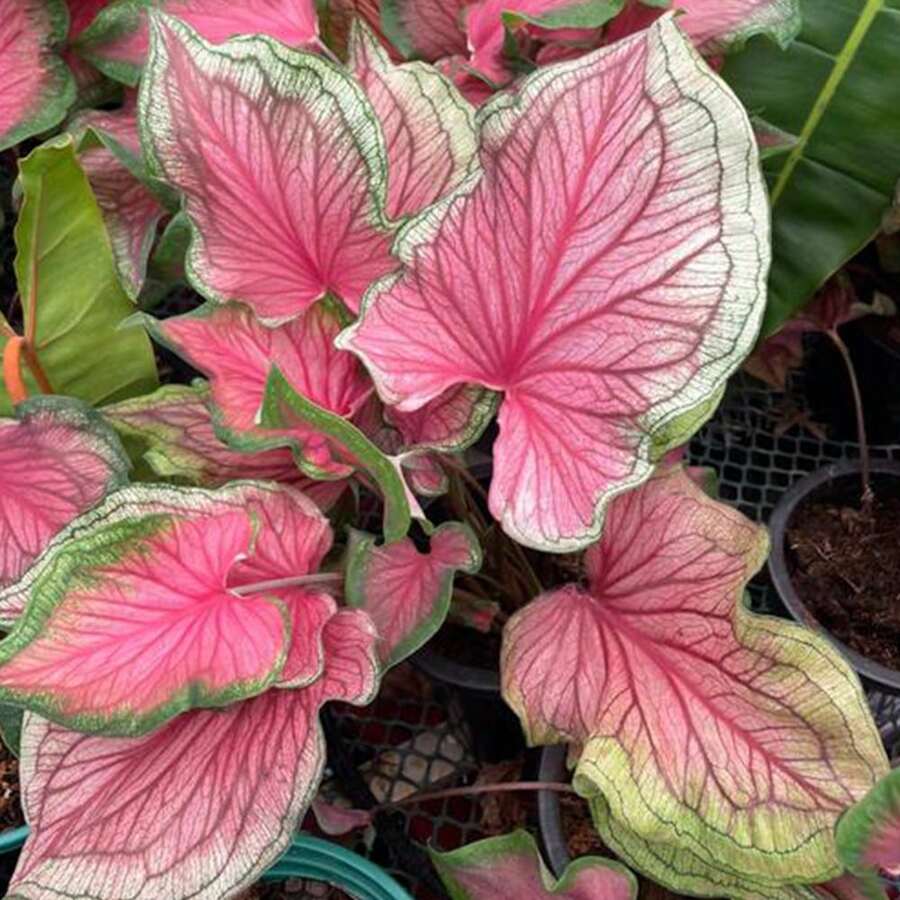 Gratis 500 semi aggiuntivi/100 semi di verdure thailandesi invernali per vasi, pianta bonsai di caladio, piante vive in , semi di verdure, piante di hosta, piante vive, semi di fiori da giardino, piante da esterno, repellente per zanzare, giardino all'aperto, piante perenni, semi per la semina, piante vive in , nessun seme, semi di fiori perenni, semi di piante