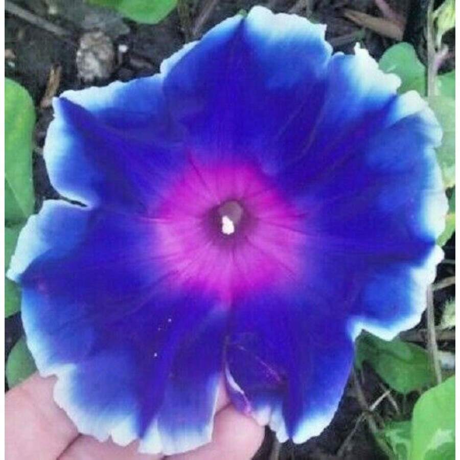 250 Pezzi Misti Di Semi Di Campanula Giapponese, Piante Di Ipomoea, Semi Di Verdure, Piante Di Hosta, Piante Vive, Piante Da Giardino, Semi Di Fiori Per Esterni, Semi Di Fiori Da Piantare, Tutte Piante Vive, No Semi, Piante Vive In , Protezione Antizanzare Per Il Giardino, Piante Perenni Per Esterni