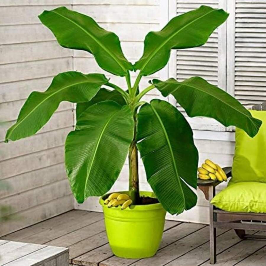 100 Samen Zierbanane Exotischer Baum Indoor Zwerg Mehrjährige Blumen Pflanzen Erbstück Blumen