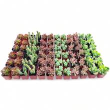 72-pACK (10 Assorted Varieties)