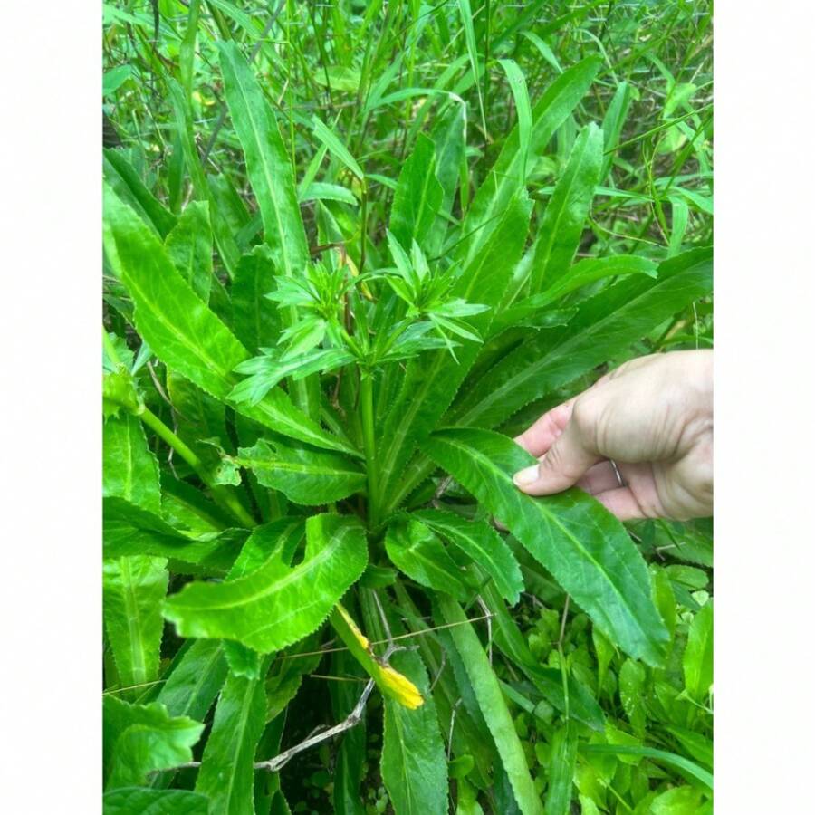200pcs High Yield Flower 100x Recao Seeds, Culantro, Eryngium Foetidum, One Of The Best Spices For Cooking, Very Aromatic, Food Flavoring And Seasoning Herbs Plants Live Vegetable Seeds Seeds Hosta Plants Plants Gardening Flower Seeds Plant Flowers For Outside Semillas De Flores Para Sembrar Gardening All Plants For Outside Mosquito Repellent Outdoor Garden Plants Seeds For Planting Perennial Flower Seeds Plant Seeds