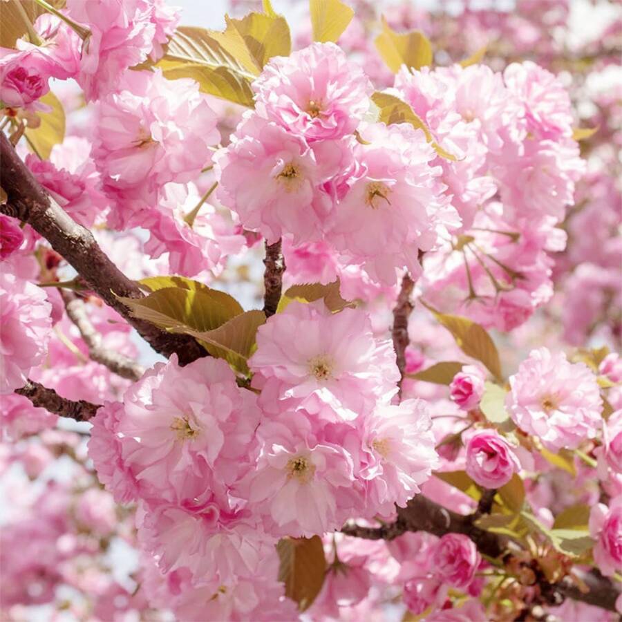 50pcs Rare Double Pink Cherry Blossom Tree Heirloom Garden Se Plants Live Vegetable Seeds Seeds Hosta Plants Live Plants Plants Gardening Flower Seeds Plant Flowers For Outside Semillas De Flores Para Sembrar Gardening All Live Plants Not Seeds Live Plants Plants For Outside Mosquito Repellent Outdoor Garden Perennial Plants Seeds For Planting Live Plants Not Seeds Perennial Flower Seeds Plant Seeds