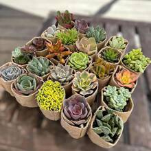 12-pack With Burlap Wraps