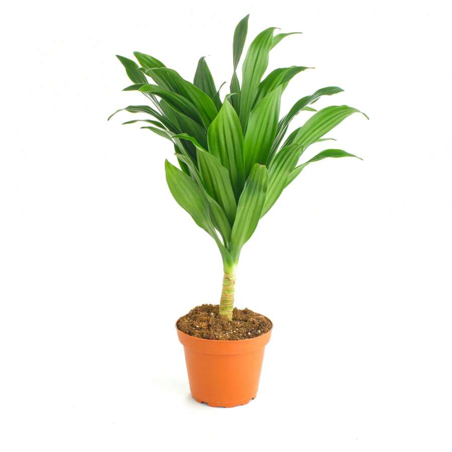 NO BAD SEED!Shopping Succulent Plant Dracaena, Easy-To-Grow Outdoor Tropical Indoor Nursery Potted Soil Purification Plant, Gift, Home Decoration, 8-12inch Height 606