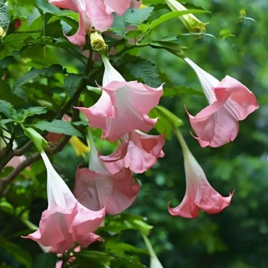 120pcs Discount Offer 50pcs Datura Brugmansia Seeds Potted Bonsai Trumpets Angel Flower Seeds