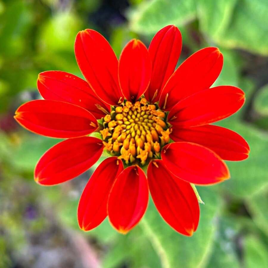 Confezione di 25 semi di girasole messicano rosso (Tithonia Rotundifolia 'Red Torch') con spedizione gratuita