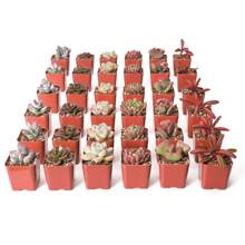 36-pACK (10 Assorted Varieties)