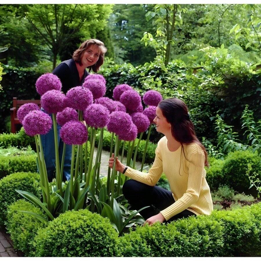300pcs Allium Giganteum Seeds - Non-GMO, Bright Blooms, Easy To Plant - Add Beauty To Your Yard Or Gardenp Plants Live Vegetable Seeds Seeds Hosta Plants Plants Gardening Flower Seeds Plant Flowers For Outside Semillas De Flores Para Sembrar Gardening All Plants For Outside Mosquito Repellent Outdoor Garden Plants Seeds For Planting Perennial Flower Seeds Plant Seeds