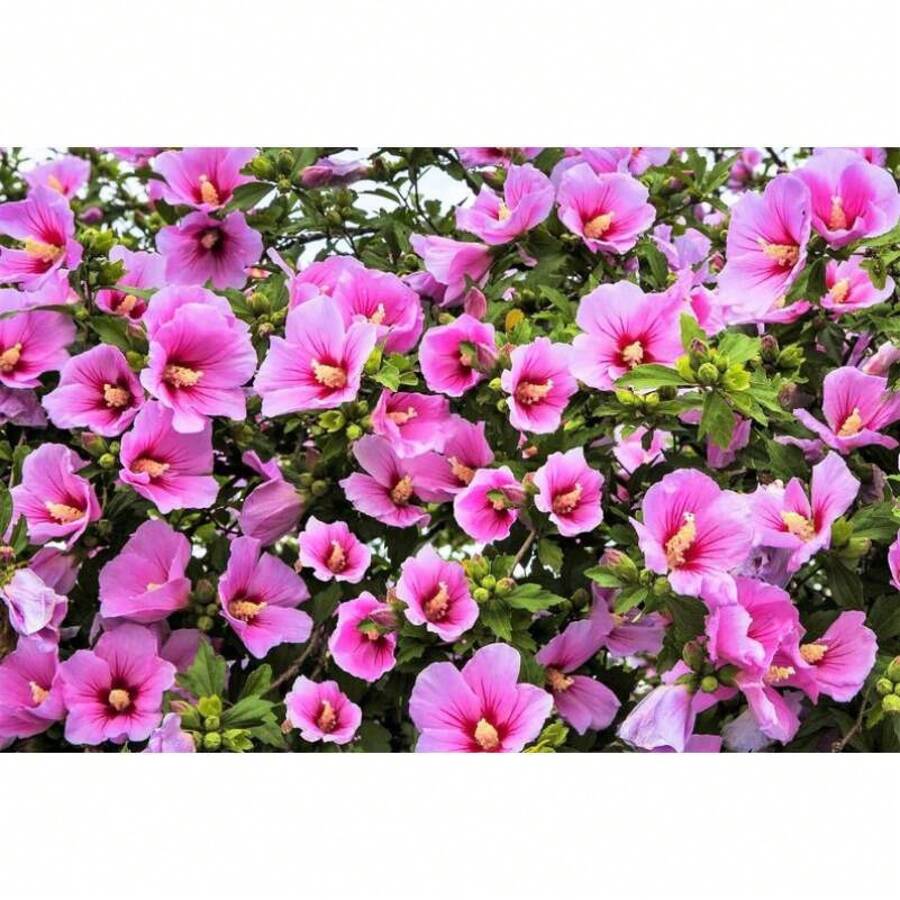 Hight Quality Bulb Agriculture Pcs Dark Pink Rose Flower Bauhinia Tree Seeds Flat Packing Delivery Easy To Grow Perennials Strong Propagation
