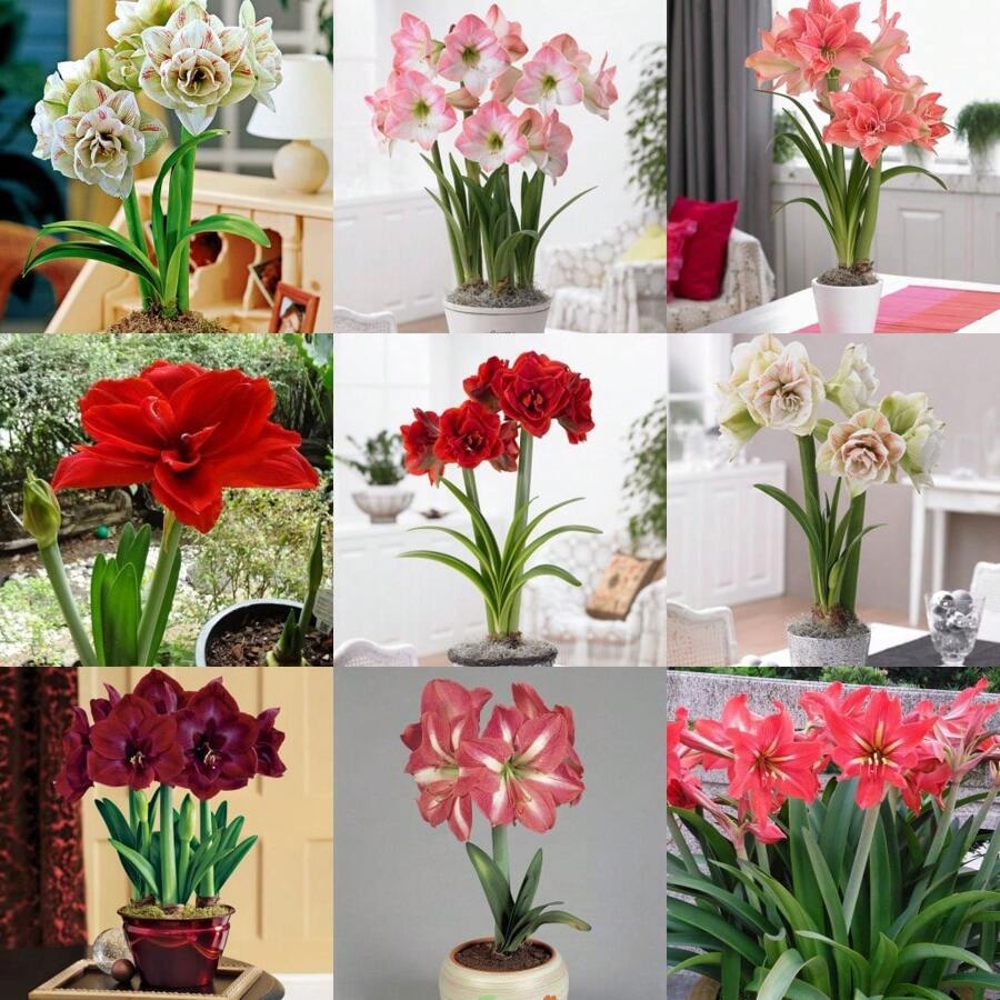 100 Seeds/Pack Hippeastrum Rutilum Flower Seeds Bonsai Ornamental Flower Plant Seeds