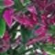Red Violet