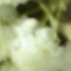 White Green