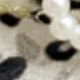 Leopard Color