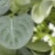 Apple Leaf Cane-green