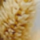 Blanco Marrón