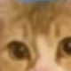 gato