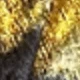 Black Gold