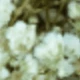 Aliento de bebé blanco de tallo verde