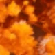 Aliento de bebé de naranja