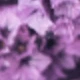 Hierba de cristal violeta
