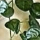 Begonia Leaves