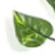 Green Radish Leaves