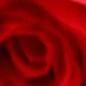 Rosa Roja
