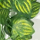 Watermelon Leaves