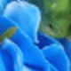 Verschiedenfarbig