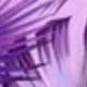 Prune