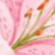 Gráficos de flores rosas