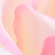 Rose pâle