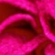 Rosa Fucsia