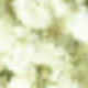 Bianco verde (gipsofila)