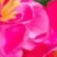 Rosenrot