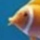 Ocean Small Yellow Croaker