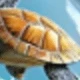 Ocean Turtle
