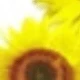Chrysanthemum