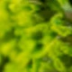 Green (Crystal Grass)