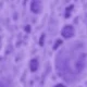 Mauve Purple