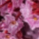 Light Pink (crystal Grass)