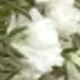 White Green