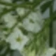 White Green (crystal Grass)