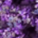 Purple (Lover's Grass)