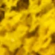 Yellow (Crystal Grass)