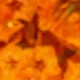 Orange (Crystal Grass)